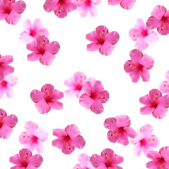Fototapeta na wymiar Beautiful floral background with pink hibiscus isolated 