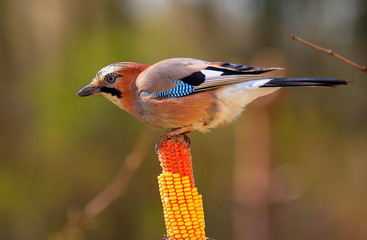The jay sitting on the fence