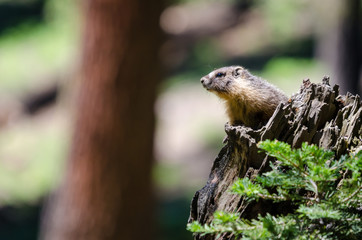 Naklejka na ściany i meble the indiscreet marmot