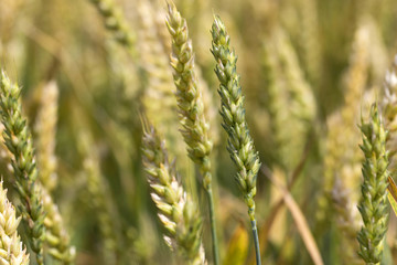 Detail of Wheat Spikes