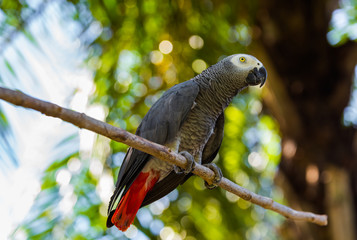 Gray African Parrot in Bali Island Indonesia