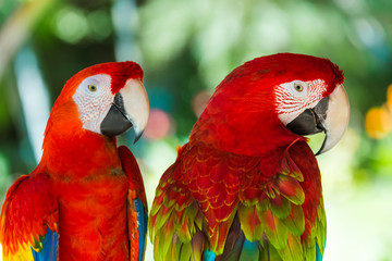 Parrots in Bali Island Indonesia