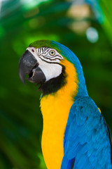 Parrot in Bali Island Indonesia