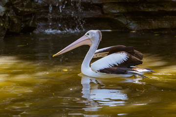Pelican in Bali Island Indonesia
