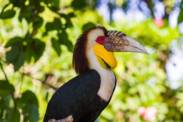 Wreathed Hornbill bird in Bali Island Indonesia