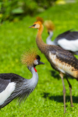 Grey Crowned Crane in Bali Island Indonesia