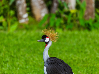 Fototapeta premium Grey Crowned Crane in Bali Island Indonesia