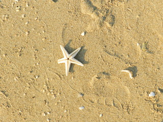 stella marina sulla sabbia