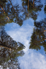 heart shaped sky between the branches