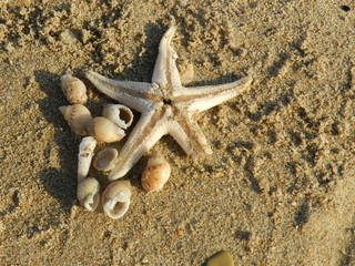 stella marina e conchiglie