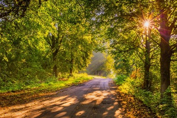 Beautiful trees alley illuminated by morning light
