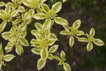 cornus controversa variegata in blossom v