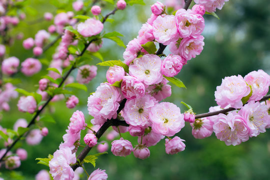 Prunus triloba in blossom