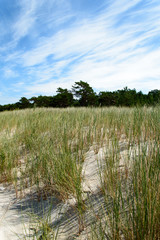 Grass on sand dune on beach in Lubiatowo, Poland