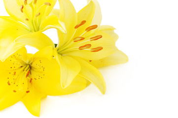 Obraz premium yellow flowers of lilium