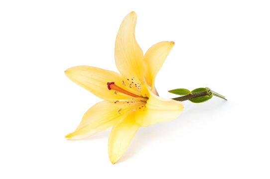 yellow flowers of lilium