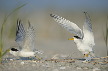 A pair of Least Terns separate just after they had mated on the beach.