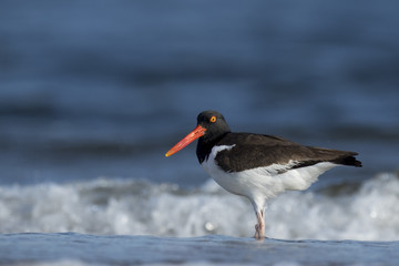 An American Oystercatcher stands in the shoreline of the Atlantic Ocean on a sunny morning as waves crash in the background.