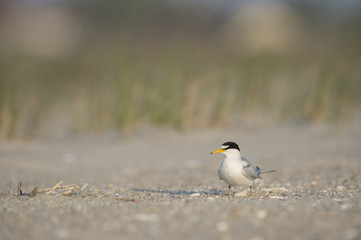 An adult Least Tern stands on a sandy beach on a bright sunny morning