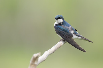 Fototapeta premium An iridescent adult Tree Swallow sits perched on a light branch in front of a smooth green background.