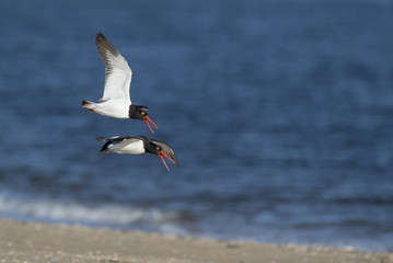 A pair of American Oystercatchers fly over the beach calling loudly on a bright sunny morning.
