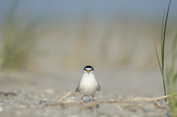 An adult Least Tern stands on a sandy beach on a bright sunny morning