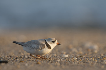 An endangered adult Piping Plover crouches on a sandy and pebbly beach on a bright sunny morning.