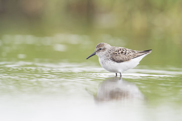 A Semipalmated Sandpiper stands in shallow water in front of a green background.