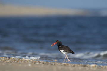 An American Oystercatcher walks along the shoreline of the Atlantic Ocean with food in its beak on a sunny morning as waves crash in the background.
