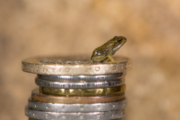 Common frog (Rana temporaria) froglet on stack of coins. Tiny baby frog with coins to show small...