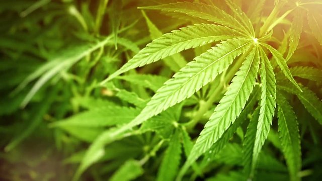 Close up of green leaf of Cannabis plant. Nature and medicine background