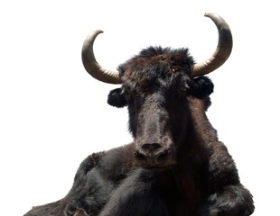 Black yak (Bos grunniens) isolated on white background