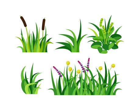 Grass vector illustration.