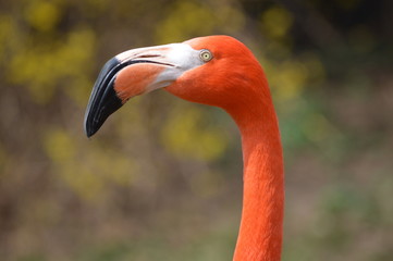 Flamingo Head