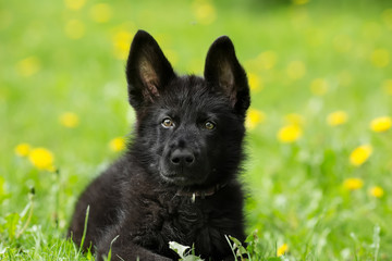 portrait of a beautiful German shepherd puppy of black colour. l