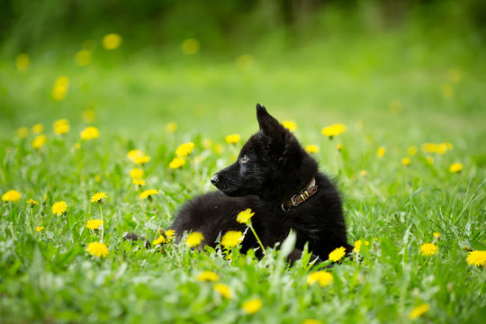 shepherd puppy of black colour. lying in the grass. looking to t