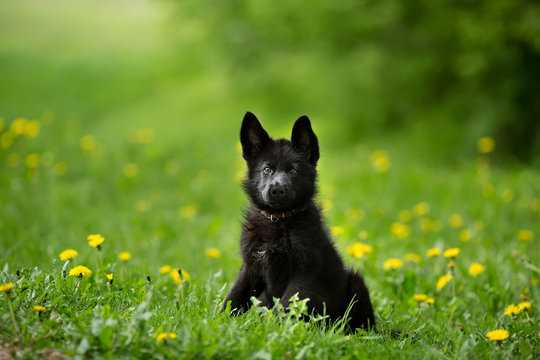 German shepherd puppy of black colour.