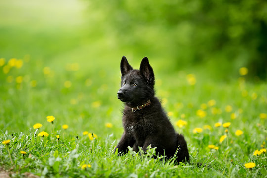 German shepherd puppy of black colour. sitting on the lawn. look