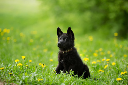 beautiful German shepherd puppy of black colour.