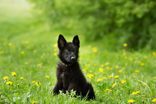 Jarman dog cheap black