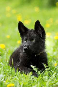 portrait of a beautiful German shepherd puppy of black colour. l