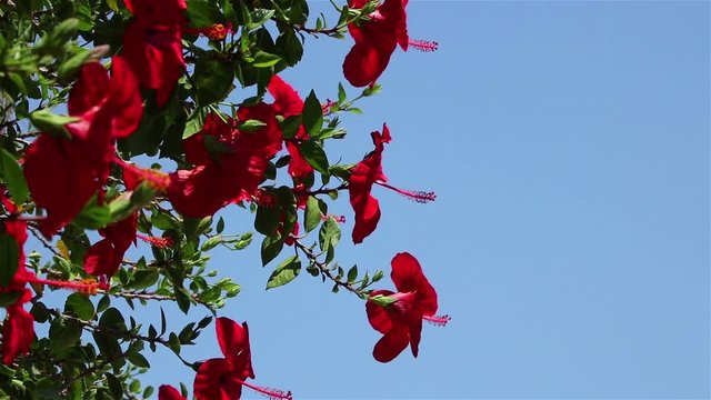 A bush of big red hibiscus flowers in a summer park swinging on the wind