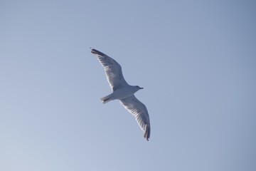seagull flying in the sky 2