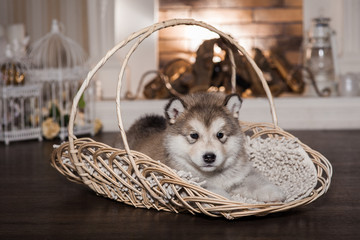 One malamute puppy lying in the wicker basket against the firework background. Small miracle. Selective focus, toned image. Horizontal - obrazy, fototapety, plakaty