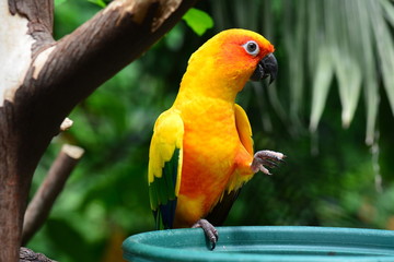 A pretty yellow feathered sun conure at the gardens.
