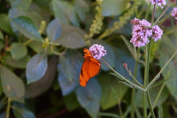 Julia butterfly on  pink flower