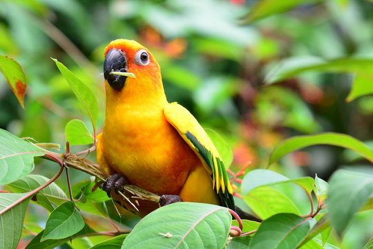 A pretty yellow feathered sun conure at the gardens.