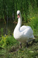 male swan walking alone on the shore of the pond