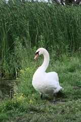 male swan walking alone on the shore of the pond