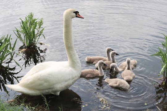 Swan family eats in the water near the shore